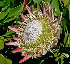 Image result for Protea angolensis