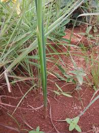 Image result for Moraea verdickii