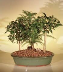 There are 616 bonsai pine tree for sale on etsy, and they cost $16.51 on. Wikibonsai Com On Twitter Dish Garden Mixed Evergreen Bonsai Trees 4 Yr 9 Ficus Norfolk Pine Brush Cherry Https T Co 6pnuhokjvd Juniper Juniperusbrevifolia Juniperusphoenicea Https T Co Z8njspcign