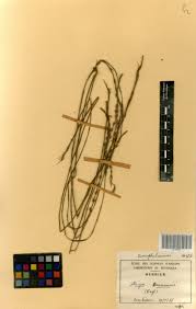 Image result for Striga baumannii