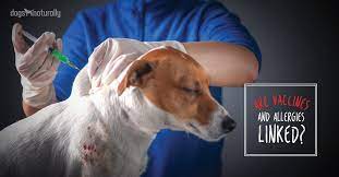 How Vaccination Causes Skin Disease Dogs Naturally