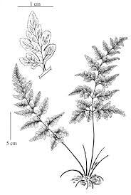 Image result for Asplenium adiantum-nigrum