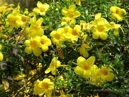 Kerala Flowers Yellow Flowers Flowers Chudidhar Designs