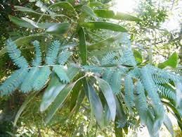 Image result for Acacia melanoxylon