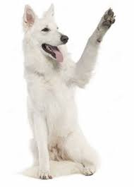 White shepherds and white german shepherds. Akc White German Shepherds By Devicio Home Facebook