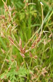Image result for Fimbristylis complanata