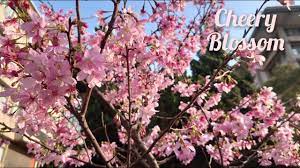 Manage your video collection and share your thoughts. 145 æ–‡åŒ–å¤§å­¸é™½æ˜Žå±±çš„æ«»èŠ± Youtube