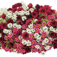 Image result for Barleria superata