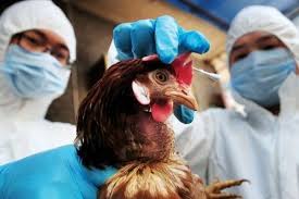 Gripe aviar la gripe aviar es una enfermedad infecciosa de las aves causada por las cepas tipo a del virus de la gripe. Lz3itzr0zri7bm