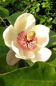 Sangat tipis seperti selaput, tetapi tidak translusen herbaseus : Magnolia Wikipedia Bahasa Indonesia Ensiklopedia Bebas