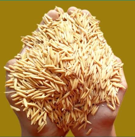 বাসমতি গাছ