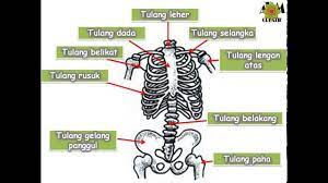 Rangka manusia ini tersusun dari berbagai macam bentuk tulang yang sambung menyambung atau saling melekat untuk membentuk tubuh manusia. Rangka Badan Manusia Youtube