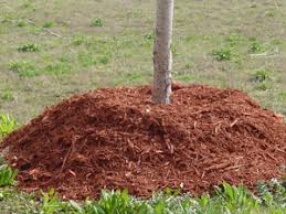 Begin by weeding the area where the mulch is to be applied. How To Mulch Trees