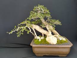 Bonsai Ileng Ileng Terbaik Yang Menjadi Juara Kontes Jenis Net