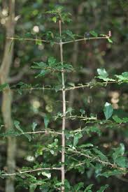 Image result for Hyperacanthus amoenus