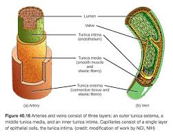 Check spelling or type a new query. Structures Of Blood Vessels A Level Biology Revision Notes