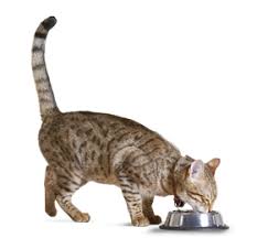 3 Cat Feeding Methods Pros And Cons Of Each Hills Pet