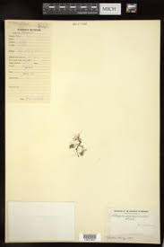 Image result for Bergia pentheriana