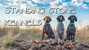 The german shorthaired pointer is actively adventurous. Standing Stone Kennels