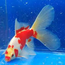 Snap Bristol Comet Jpg 1 023 1 014 Pixels Freshwater Aquarium Fish Pet Fish Aquarium Fish
