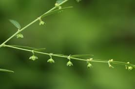 Image result for Phyllanthus maderaspatensis