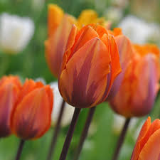 Tulipa Prinses Irene Triumph Tulip Bulbs Tulip Bulbs Tulips Planting Tulips
