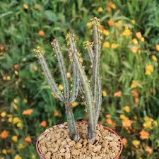 Image result for Euphorbia davyi
