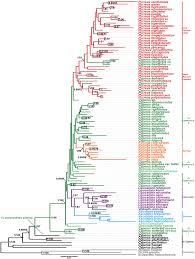 Image result for Alinula paradoxa