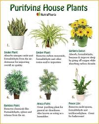 Nutraphoria School Of Holistic Nutrition Online Pflanzen Garten In 2020 Indoor Air Purifying Plants Plants Air Purifying House Plants