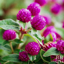 Don't group the bunches too a delicate feather duster can usually be used on them, without causing any damage. What Is The Best Way To Dry Flowers To Maintain Their Color Better Homes Gardens