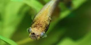 How To Keep Your Fish Free From Disease The Aquarium Guide Betta Fish Betta Fish Tank Betta