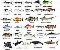 Edible Deep Sea Fish Species Yahoo Image Search Results Pesca Em Agua Salgada Peixes De Agua Salgada Grafico De Peixes