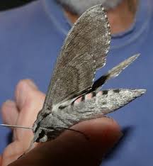 Image result for Convolvulus ocellatus