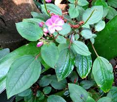 Image result for Calvoa orientalis