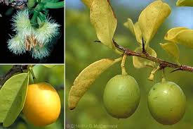 Image result for Ximenia americana