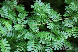 Image result for Entada chrysostachys