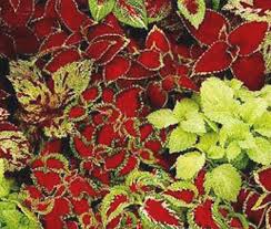 Image result for Coleus sylvestris