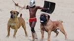 Mastiff Dog Breed Information, Pictures, Characteristics ...