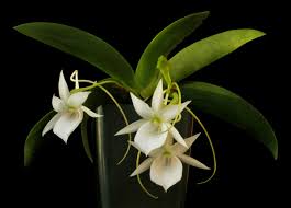 Image result for Angraecum chamaeanthus