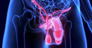Un bouton qui fait mal : Penis Anatomie Sante Pathologies Prevention