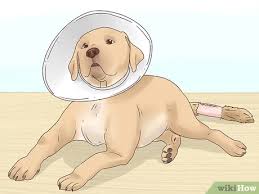 Is the removal of a diseased or damaged tail from a dog of any age for clinical reasons. How To Take Care Of A Docked Tail 8 Steps With Pictures