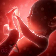 مراحل نمو الجنين بالتفصيل مع صور و فيديو تكوين الجنين من بداية الحمل حتى الولادة Baby In Womb Baby Music Womb Music
