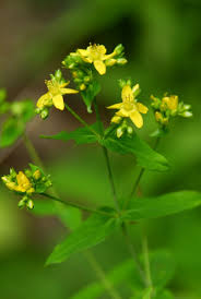 Image result for Hypericum humbertii