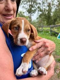 It's almost time!! The WAG Yard Sale is this weekend!! Saturday Sept 20th  7am to 3pm Sunday Sept 21st 9am to 2pm At Ornan Masonic Lodge 250 NE 6th  Blvd Williston There