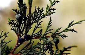 Image result for Pyrostria phyllanthoidea