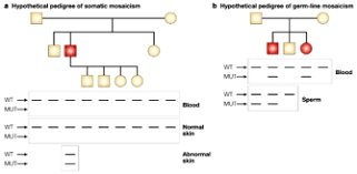 Somatic Mosaicism And Chromosomal Disorders Learn Science