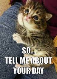 But there is another reality that most of you didn't know before. Top 35 Funny Cats And Kittens Pictures Funny Animals Funny Cat Dompict Com Cute Animals Kittens Cutest Cute Cats