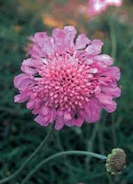Image result for Scabiosa columbaria