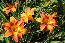 We did not find results for: How To Plant And Grow Daylilies Hgtv