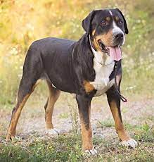The grosser schweizer sennenhund made its way to the united states in the middle of the xx century after a few american canine fans observed it on a dog show in frankfurt, germany. Schweizer Sennenhund Grosser Combibreed Dna Tests Fur Ihren Hund